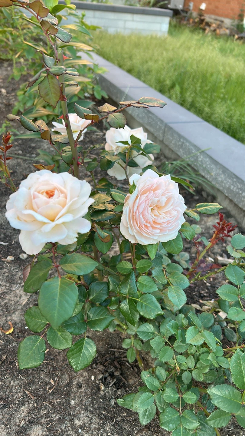 Rose rooted cuttings