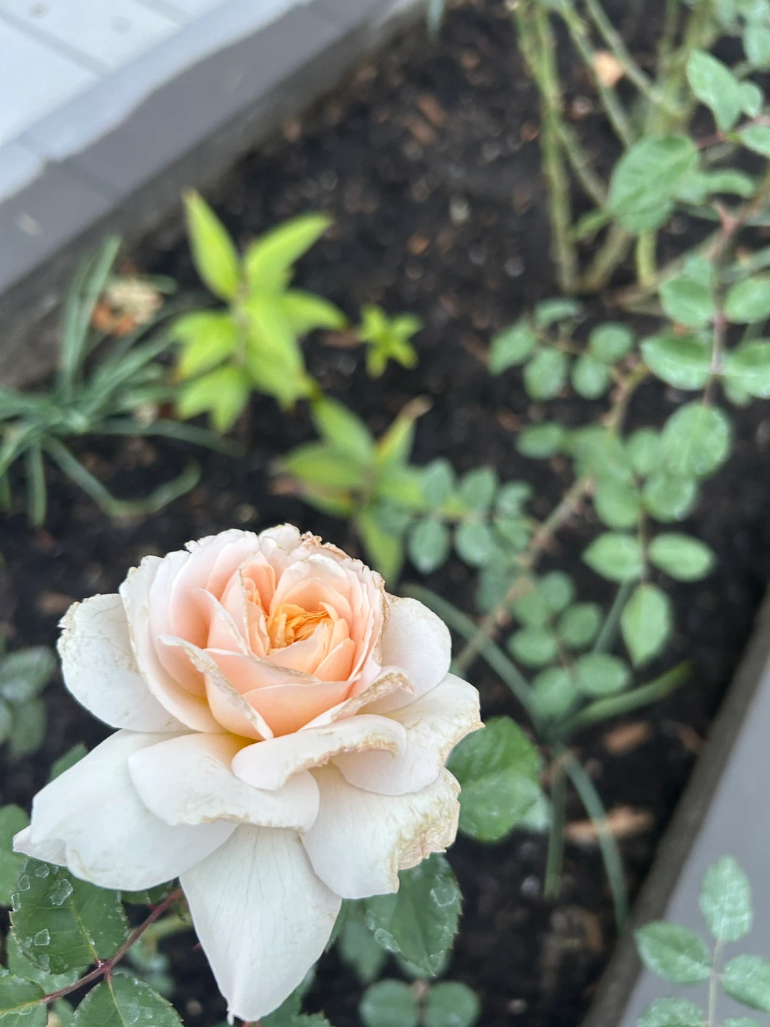 Rose rooted cuttings - photo 2