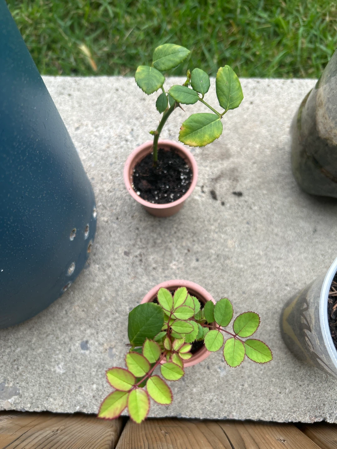 Rose rooted cuttings - photo 4