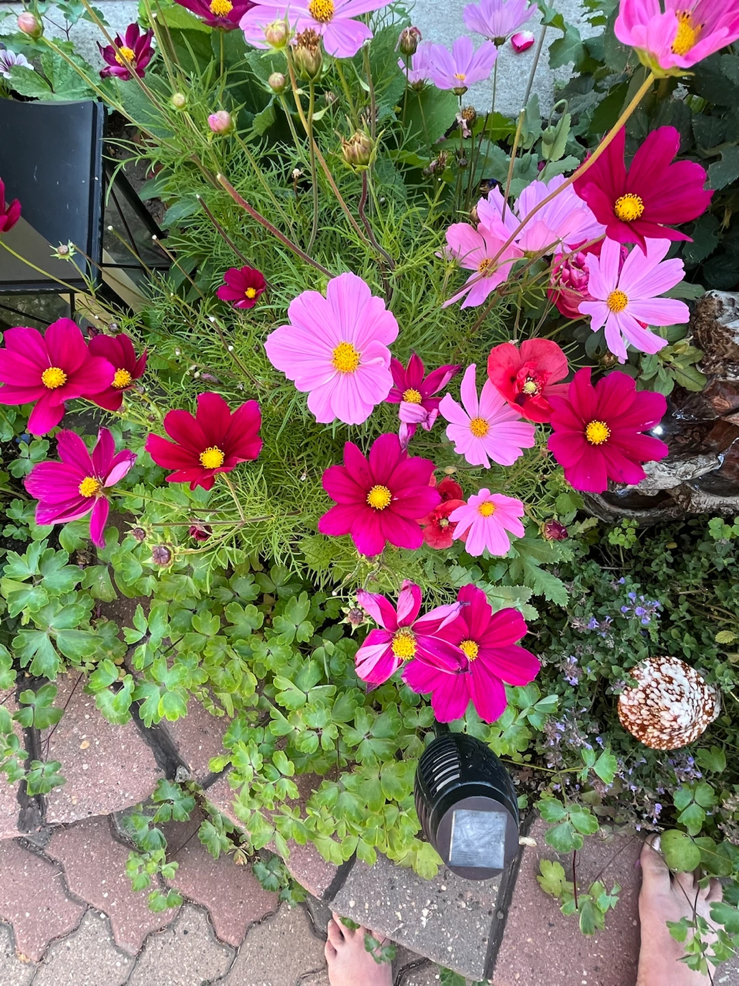 Fresh Cosmos Flower Seeds