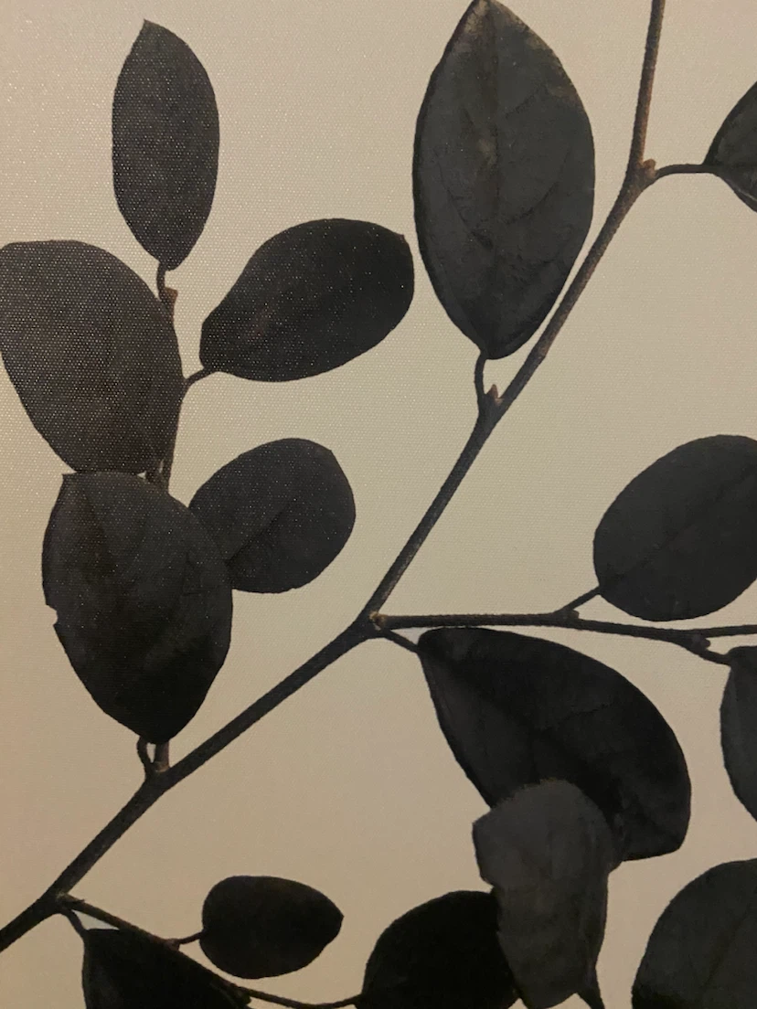 Large Botanical Wall Art with Wooden Frame - photo 4