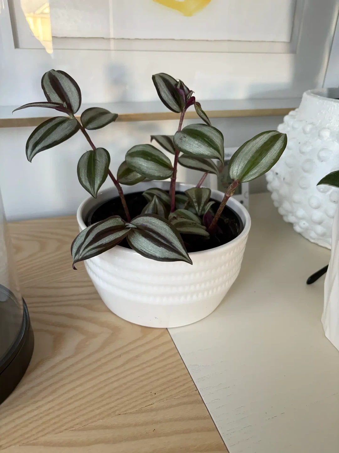 Tradescantia zebrina in white ceramic pot