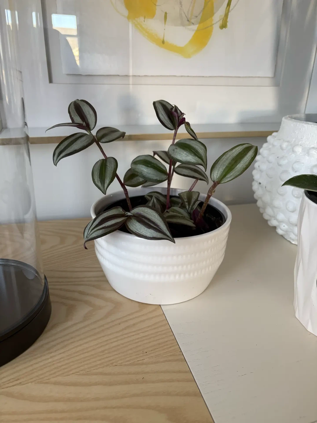 Tradescantia zebrina in white ceramic pot - photo 2