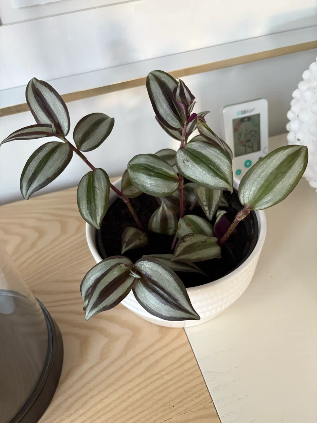 Tradescantia zebrina in white ceramic pot - photo 3