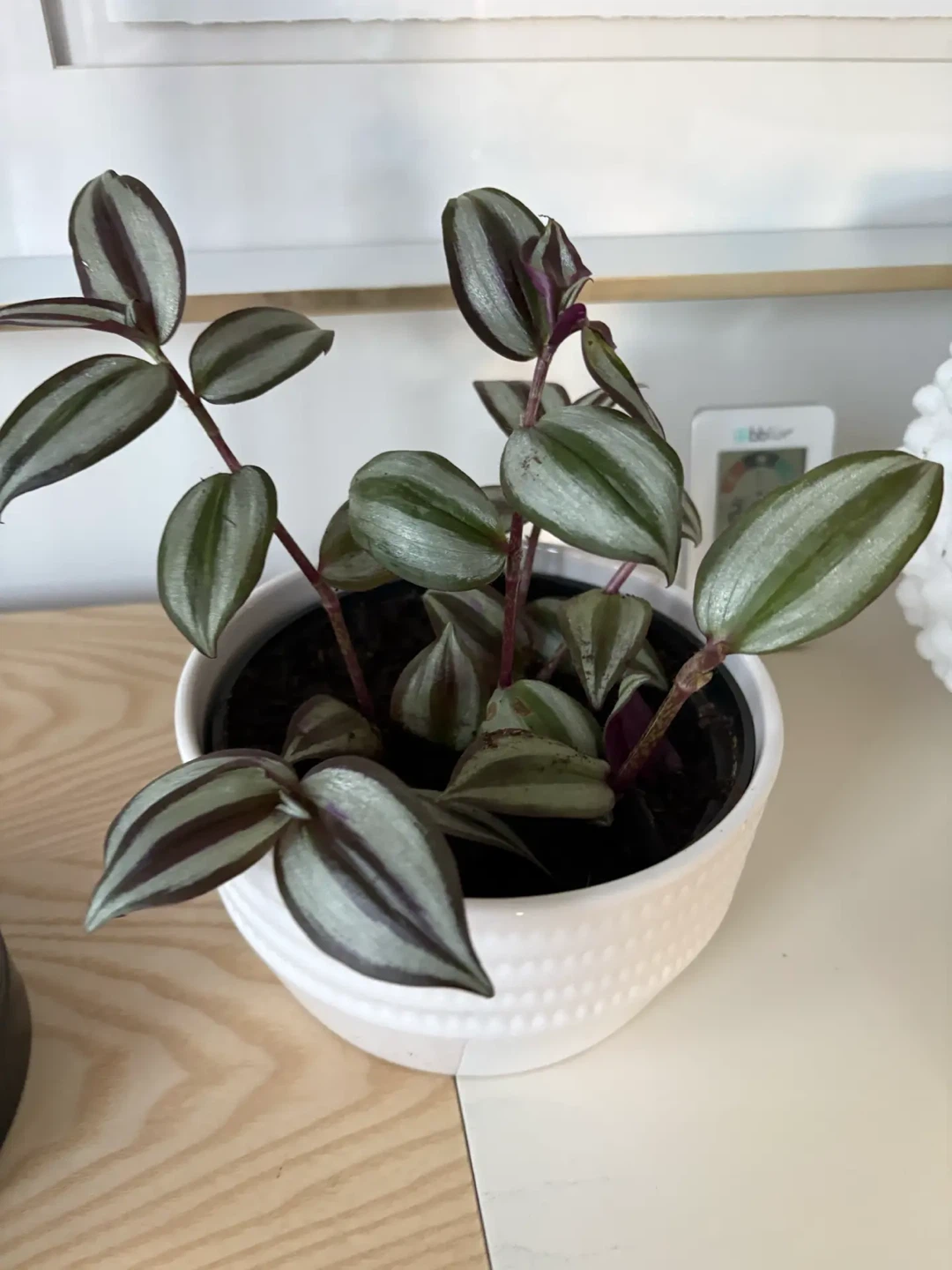 Tradescantia zebrina in white ceramic pot - photo 4