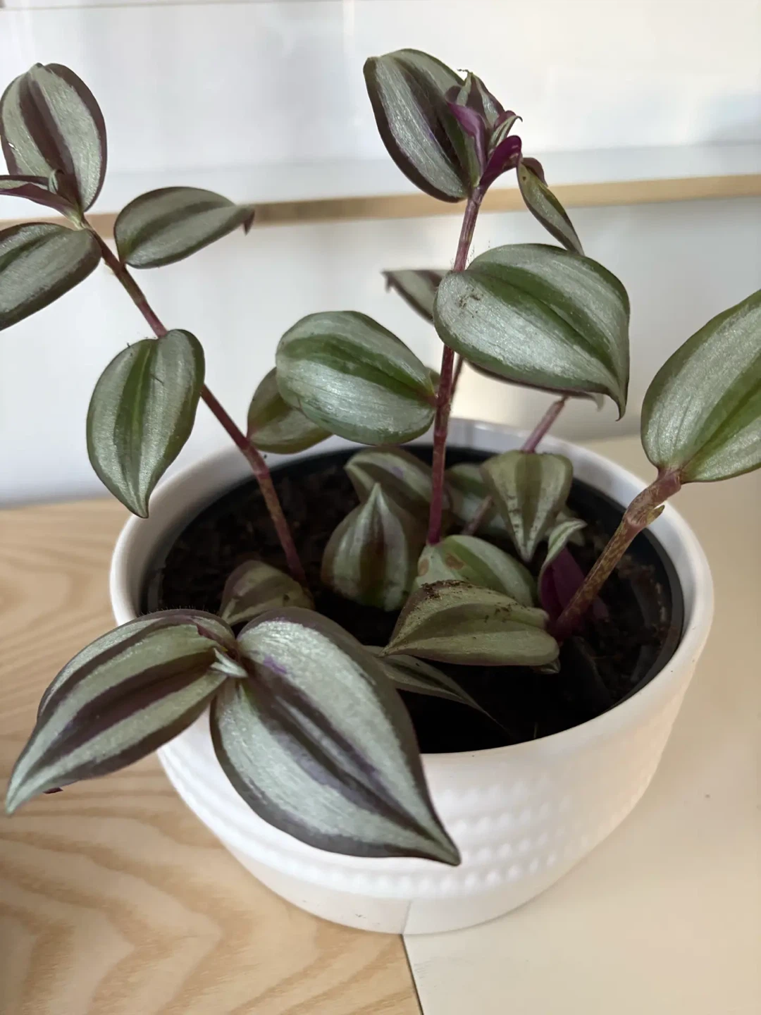 Tradescantia zebrina in white ceramic pot - photo 5
