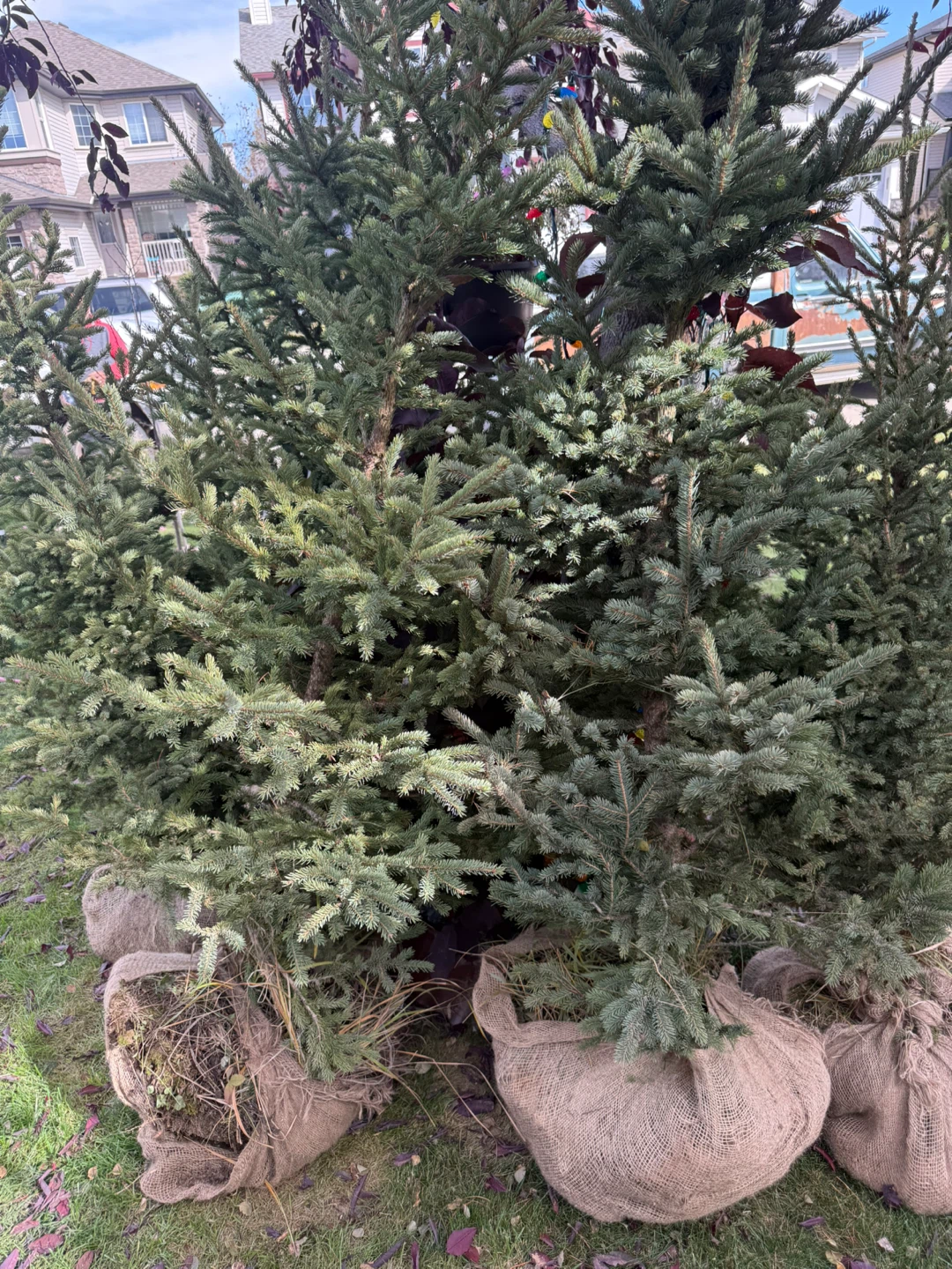 Burlapped Evergreen Trees