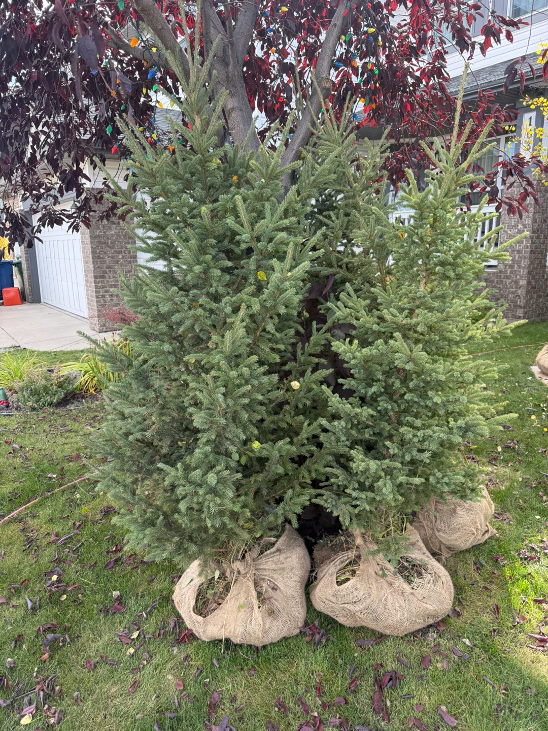Burlapped Evergreen Trees - photo 2