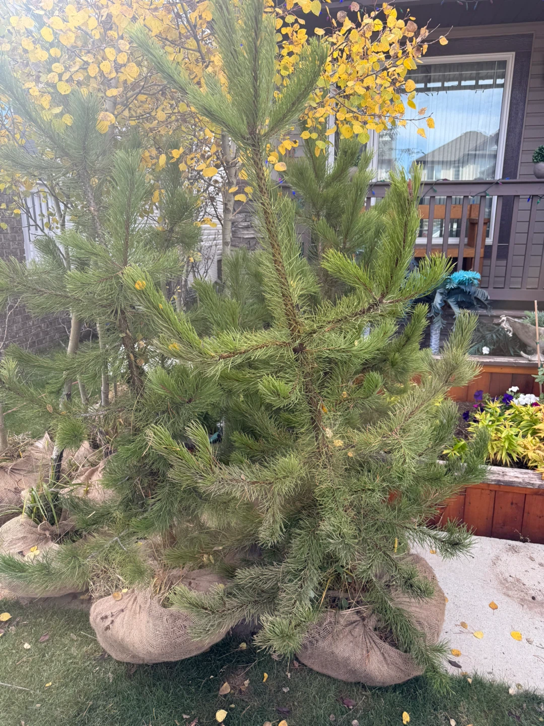 Burlapped Evergreen Trees - photo 3