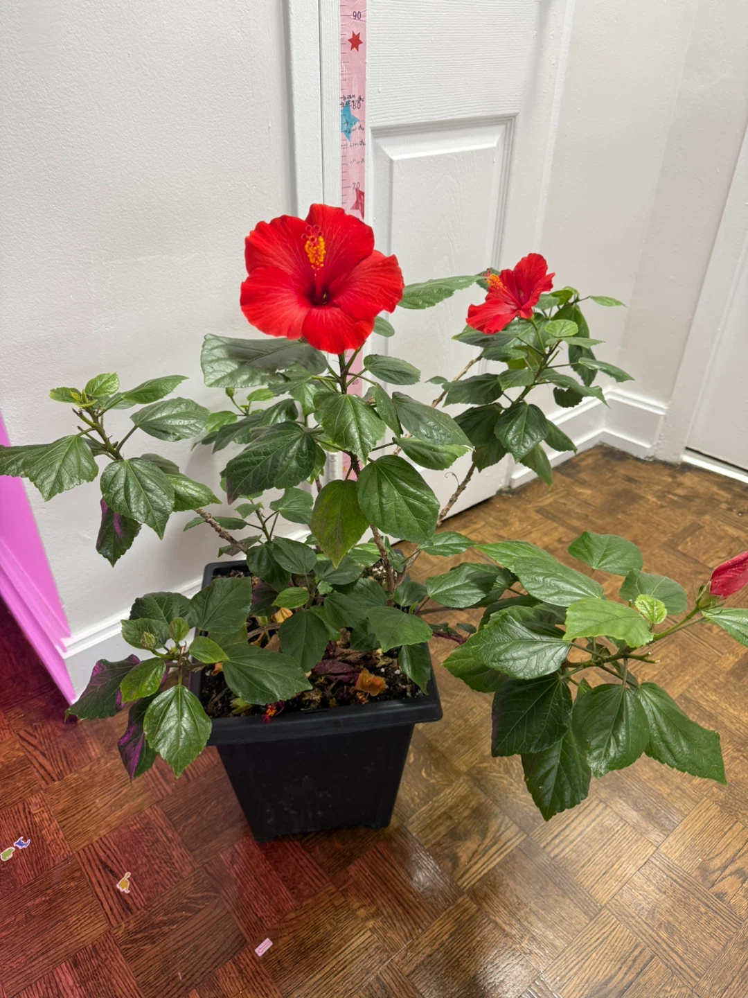 Red Hibiscus Plant