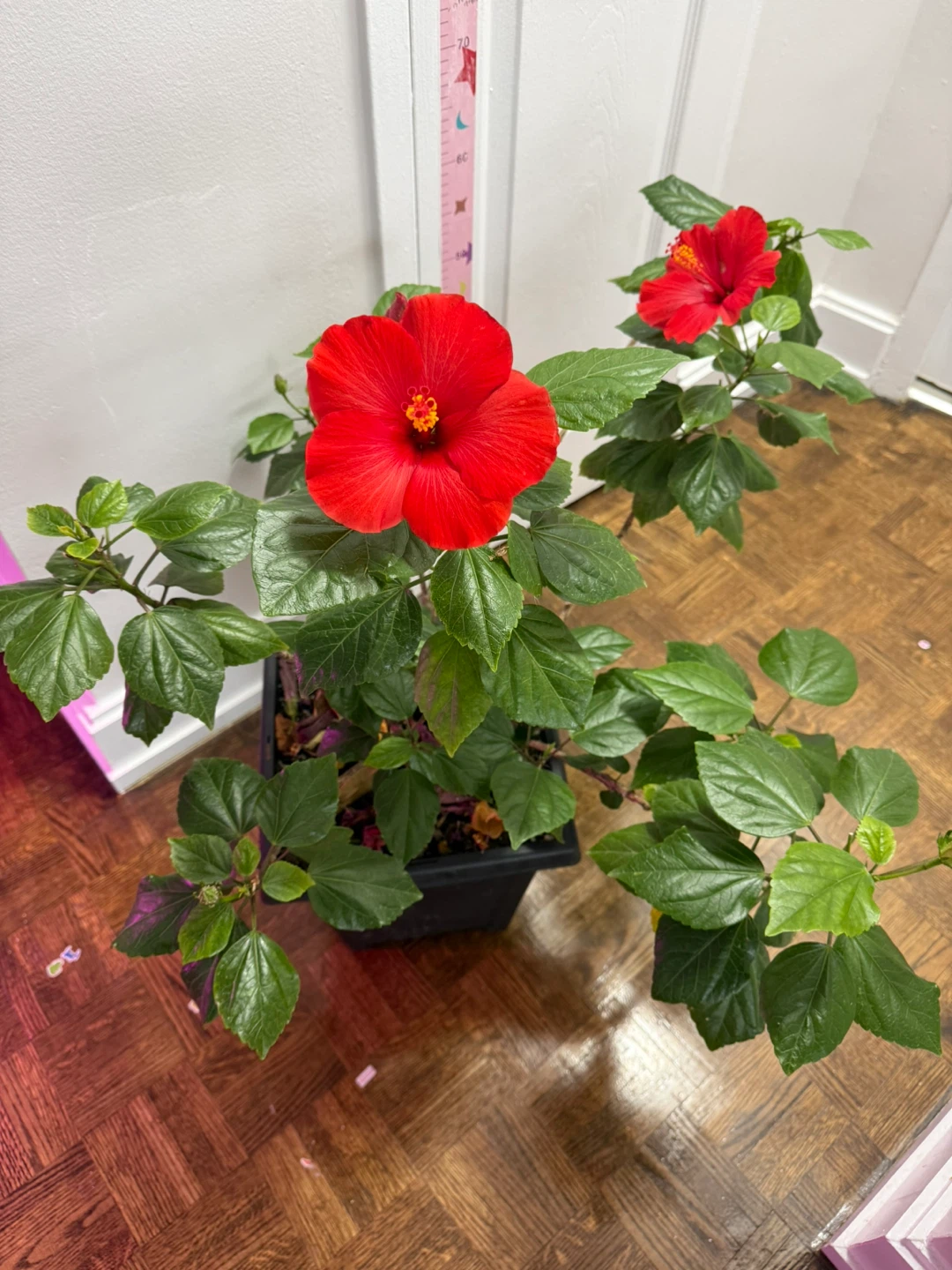 Red Hibiscus Plant - photo 2