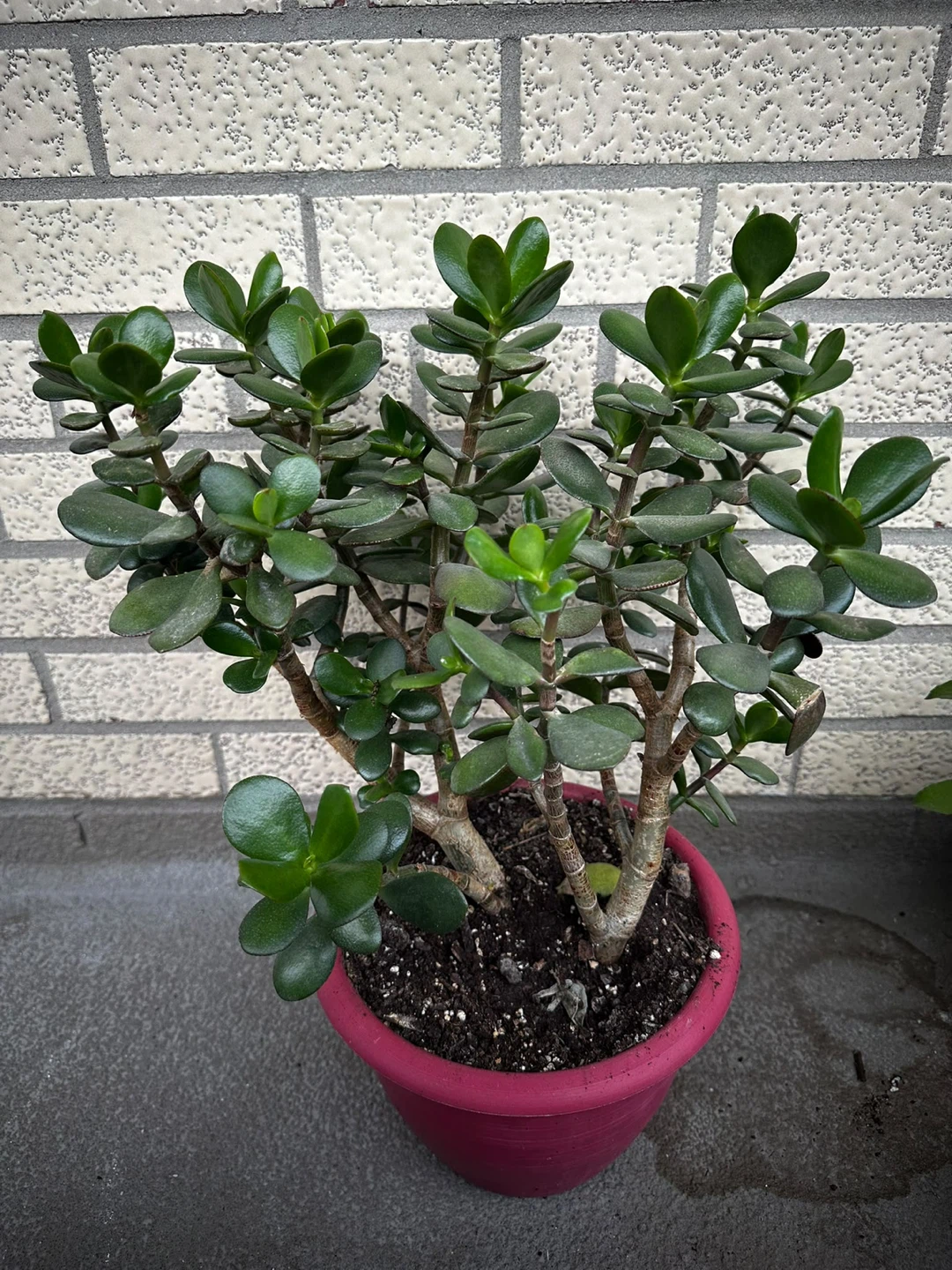 Healthy Jade Plant in Pink Pot