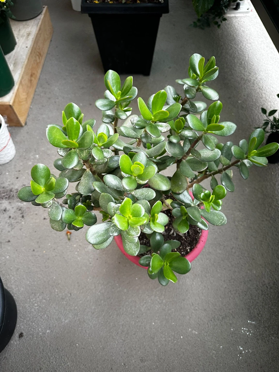 Healthy Jade Plant in Pink Pot - photo 2