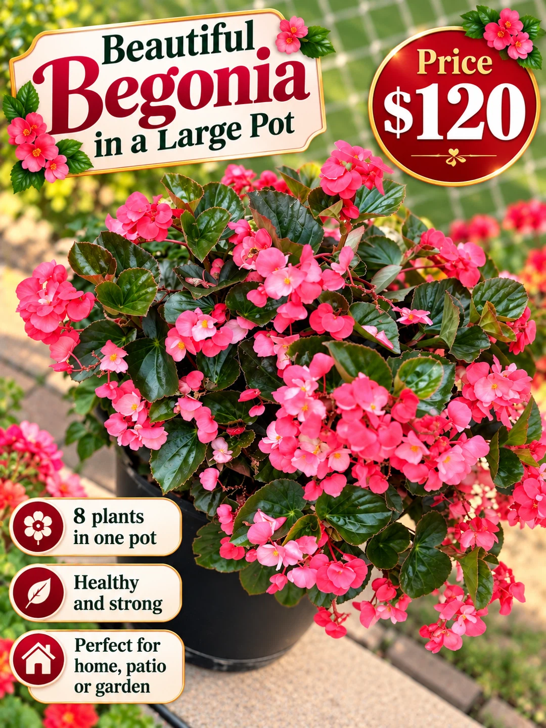 Beautiful Begonia in Large Pot