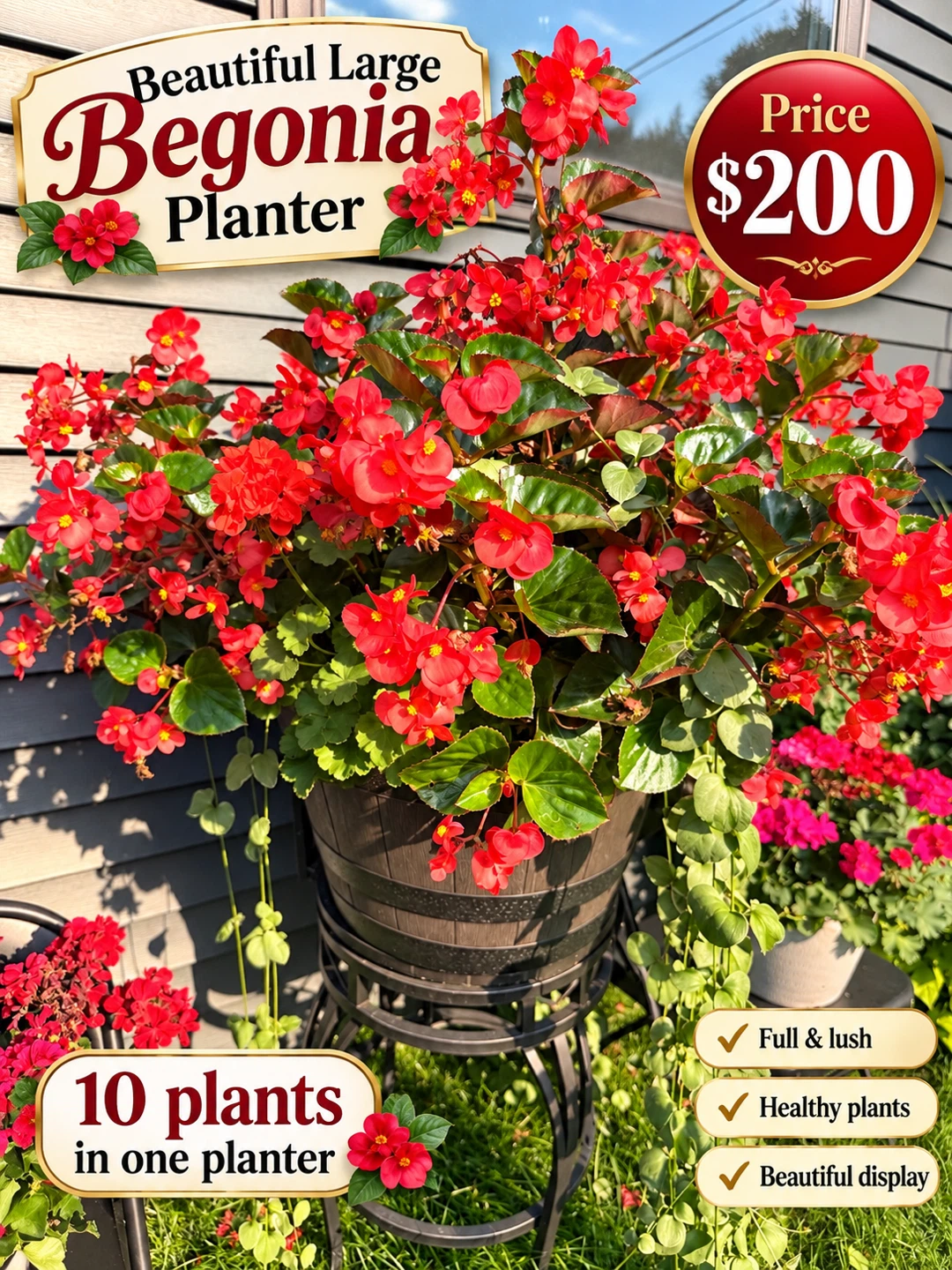 Large Begonia Planter