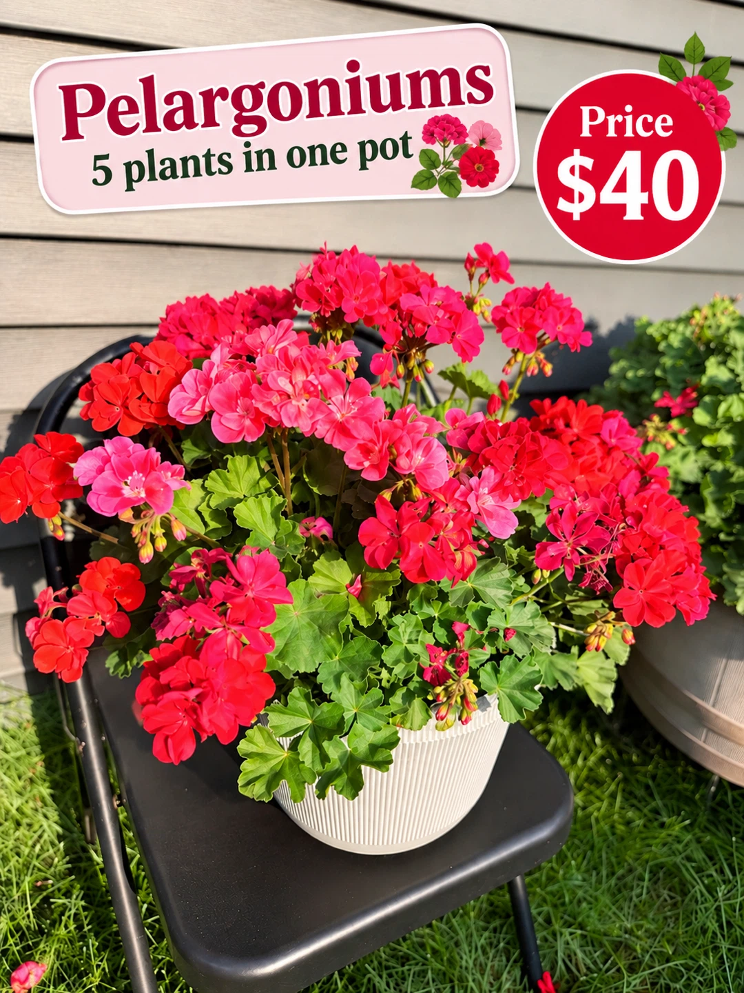Pelargoniums 5 plants in one pot