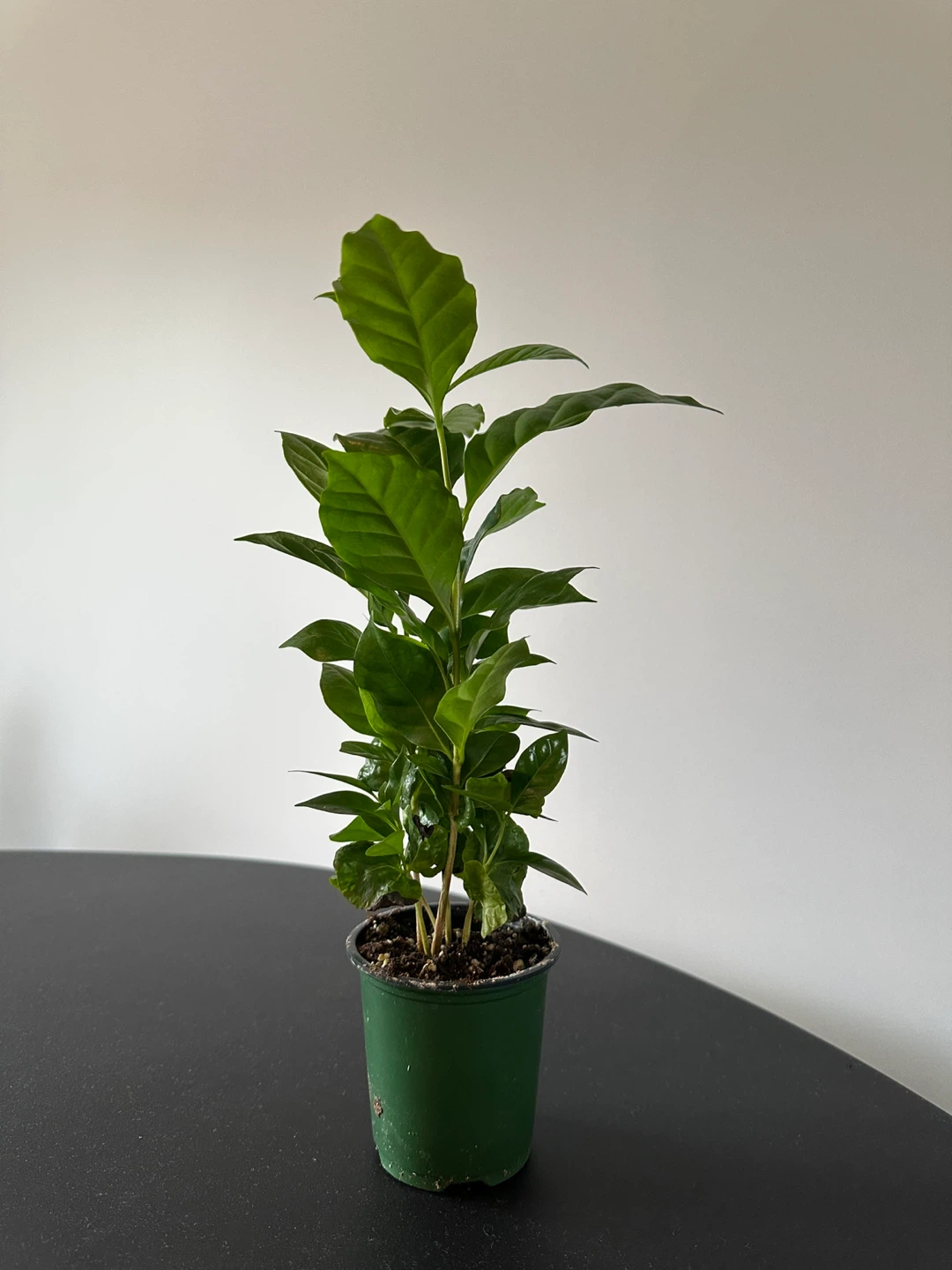 Coffee Plant