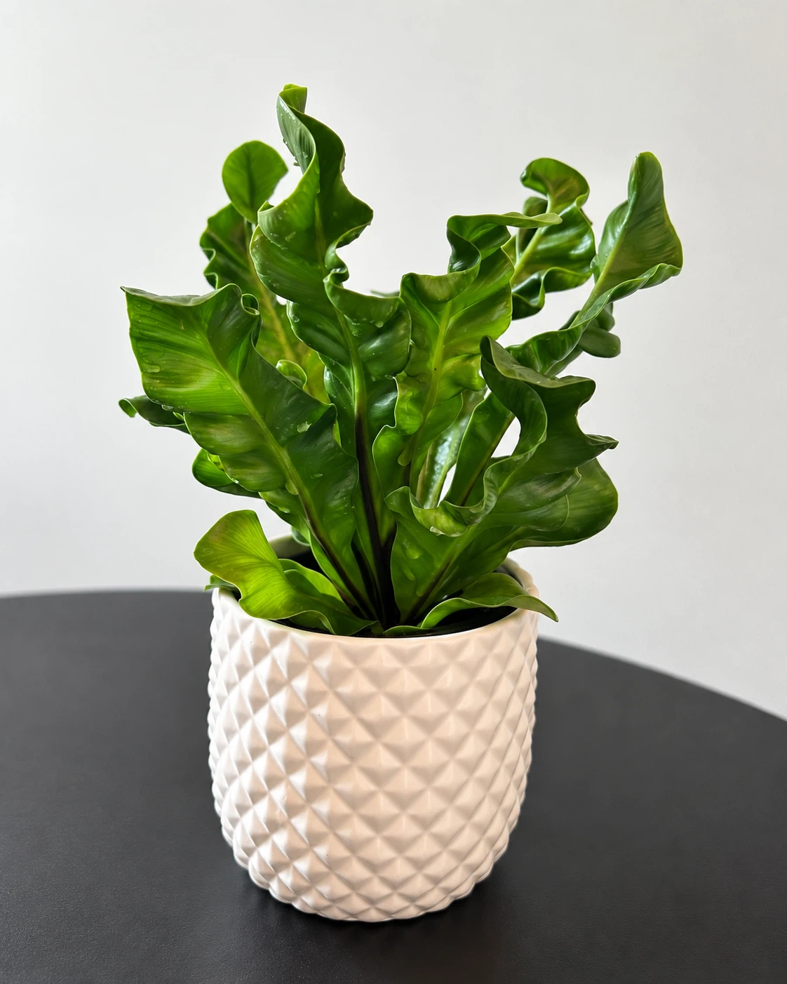 Cobra fern