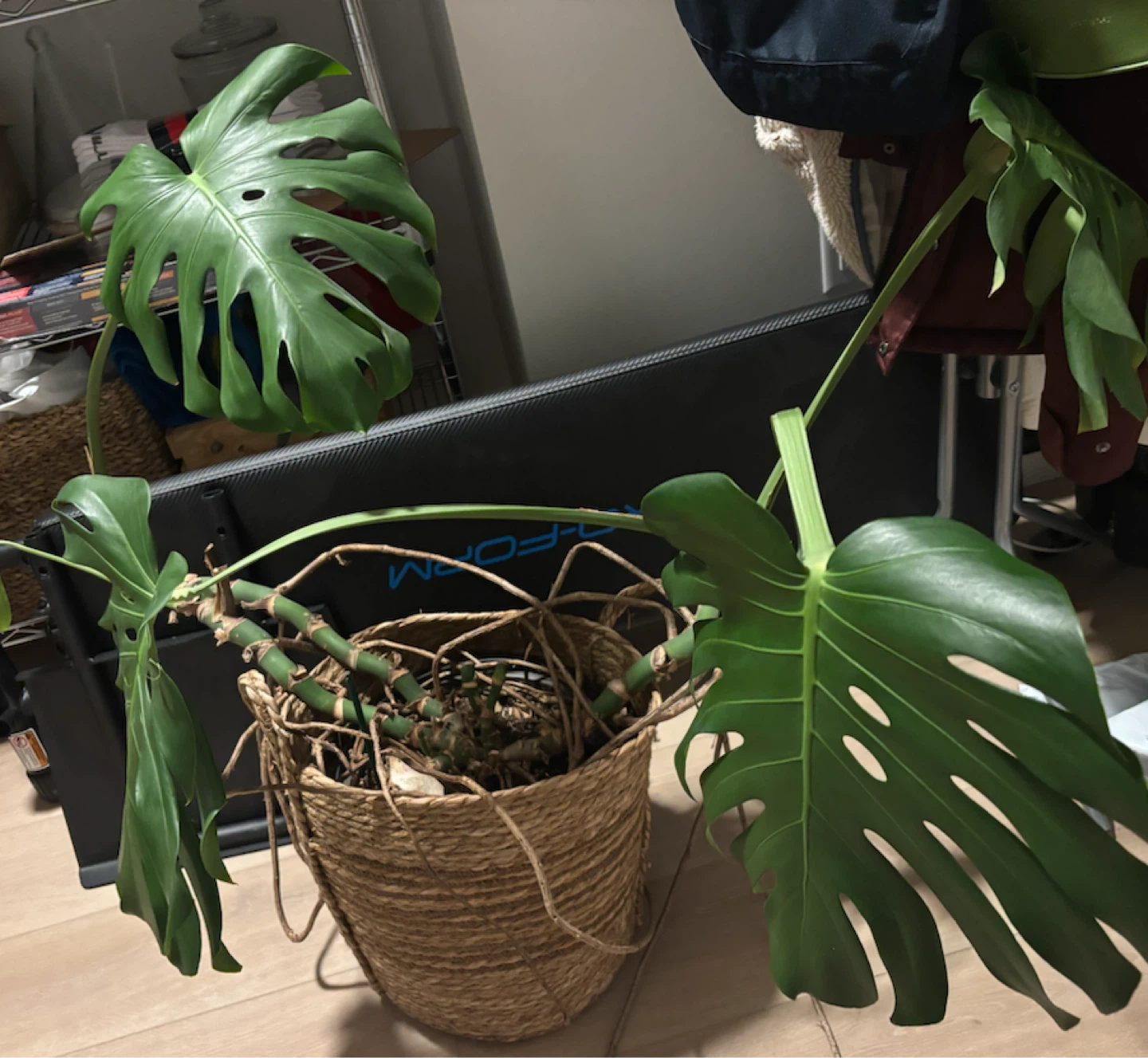 Monstera Deliciosa Houseplant