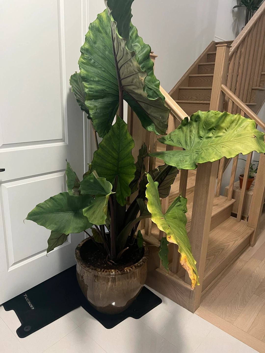 Large elephant ear plant in ceramic pot(real plant)