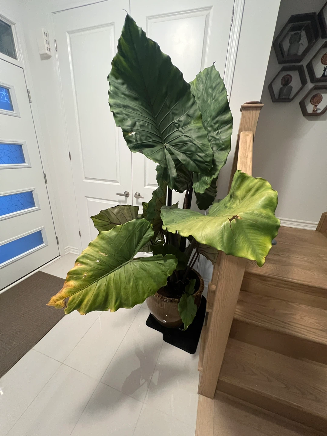 Large elephant ear plant in ceramic pot(real plant) - photo 2