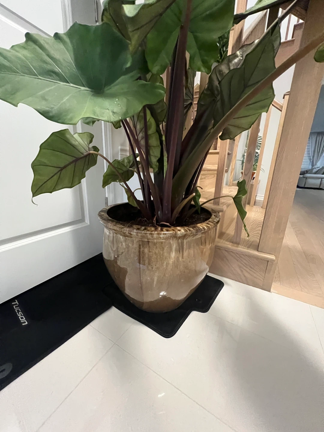Large elephant ear plant in ceramic pot(real plant) - photo 3