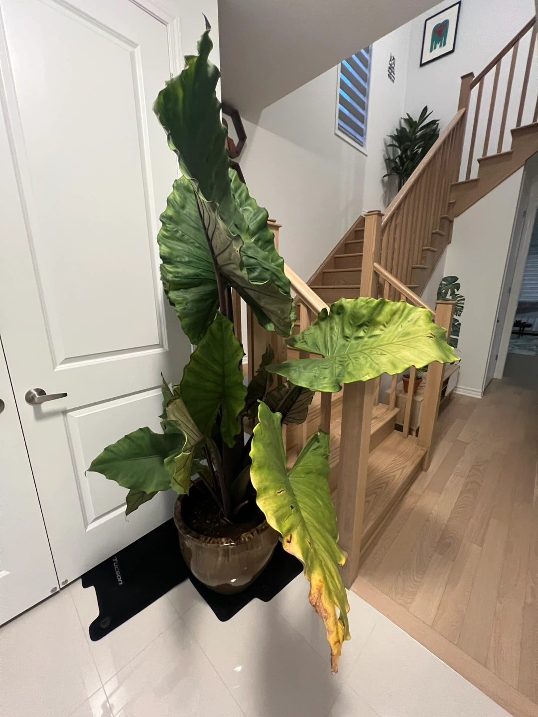 Large elephant ear plant in ceramic pot(real plant) - photo 4