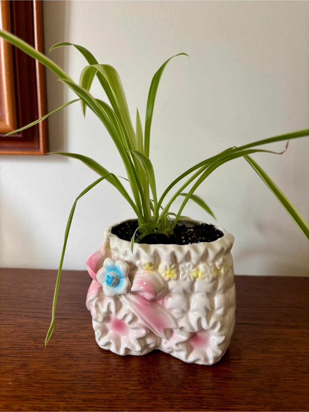 Spider Plant in Vintage 1950s Ceramic Bloomers Planter