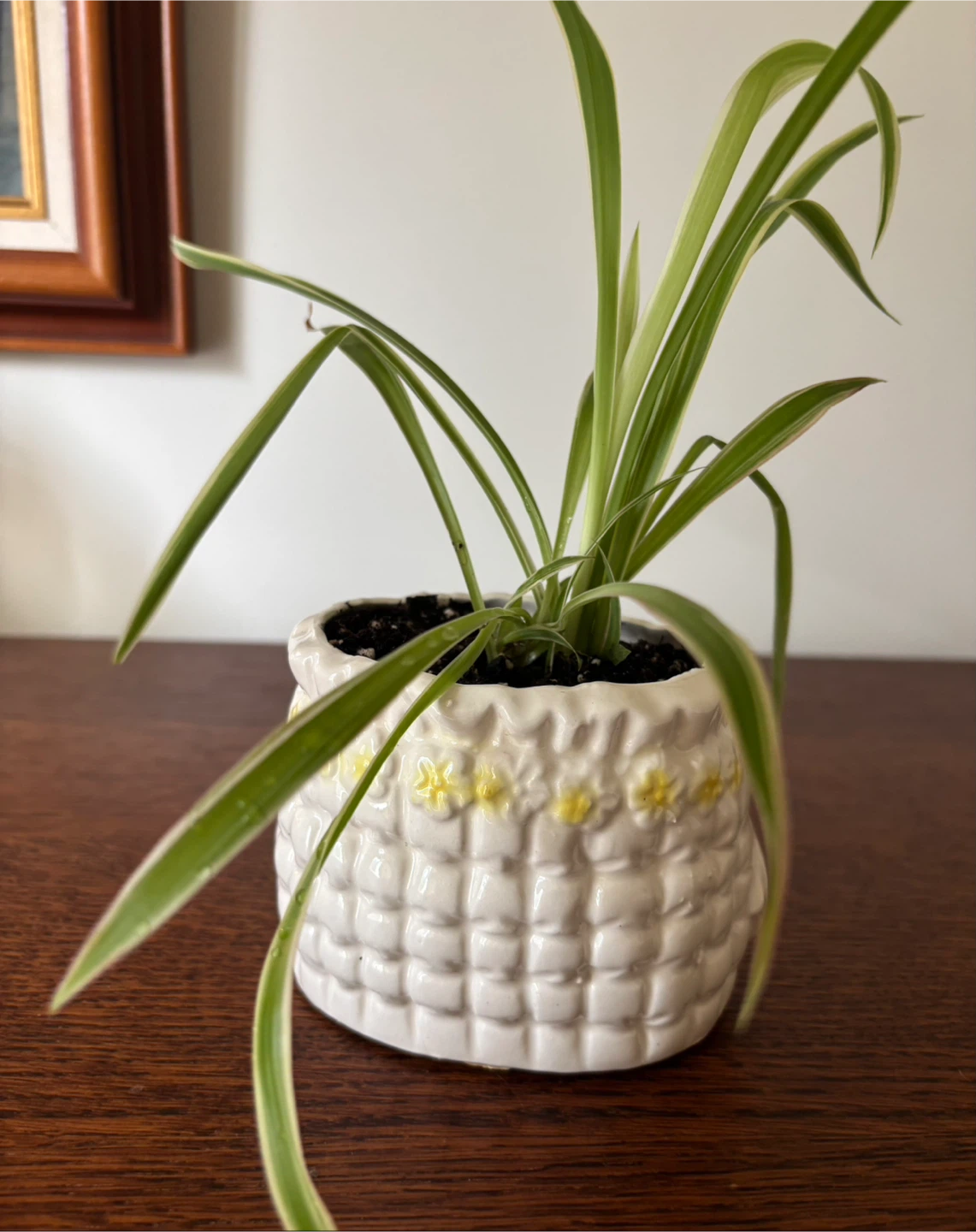 Spider Plant in Vintage 1950s Ceramic Bloomers Planter - photo 2