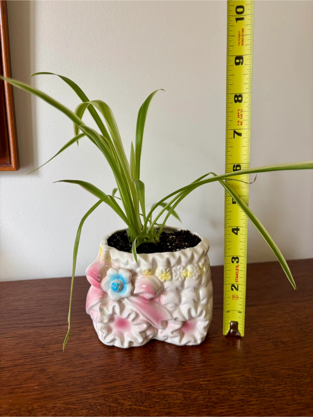 Spider Plant in Vintage 1950s Ceramic Bloomers Planter - photo 4