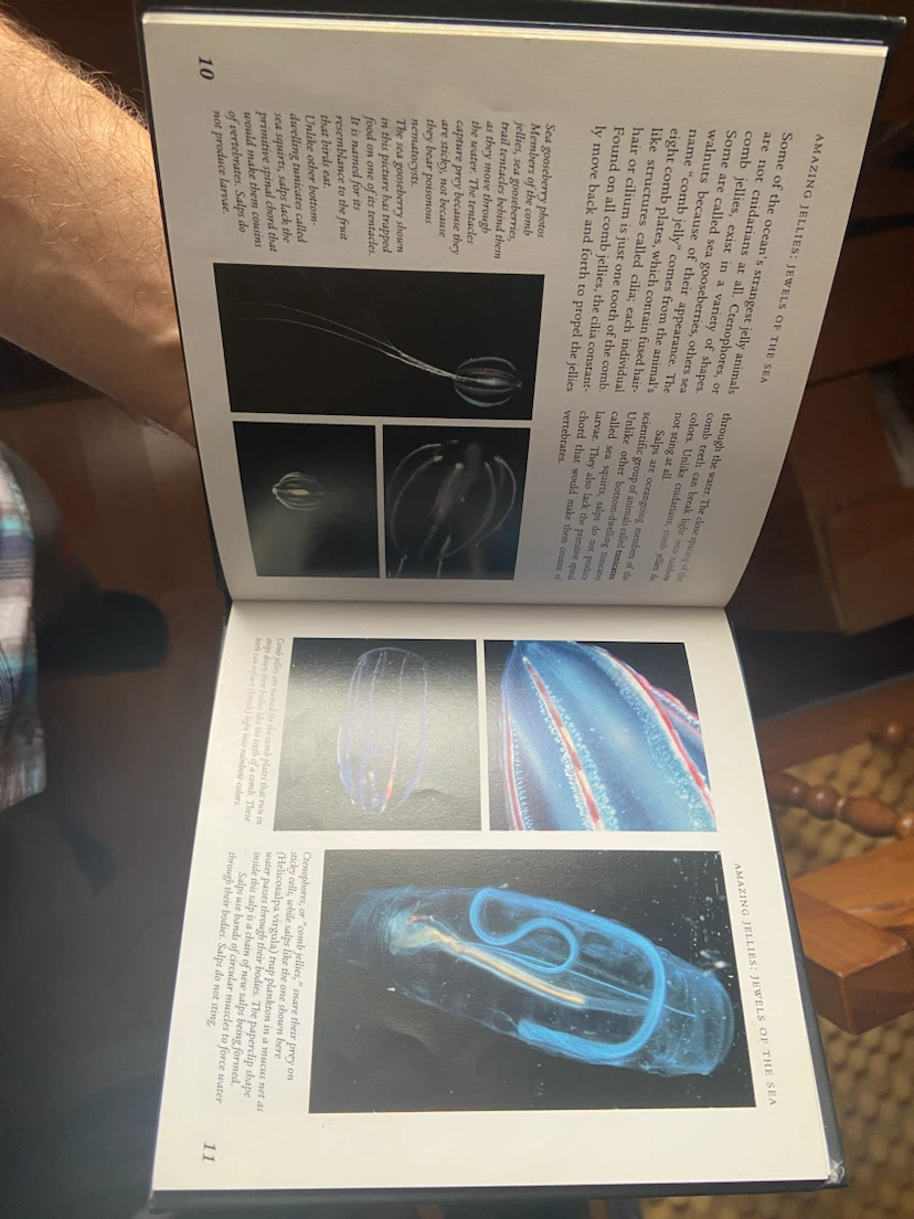 Amazing Jellies: Jewels of the Sea by Elizabeth Gowell - photo 4