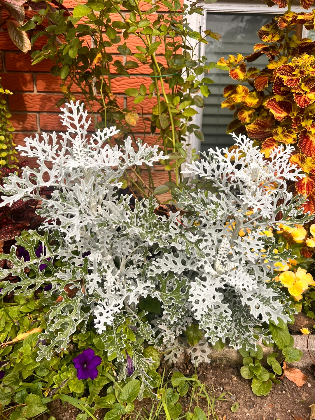 Dusty Miller plant
