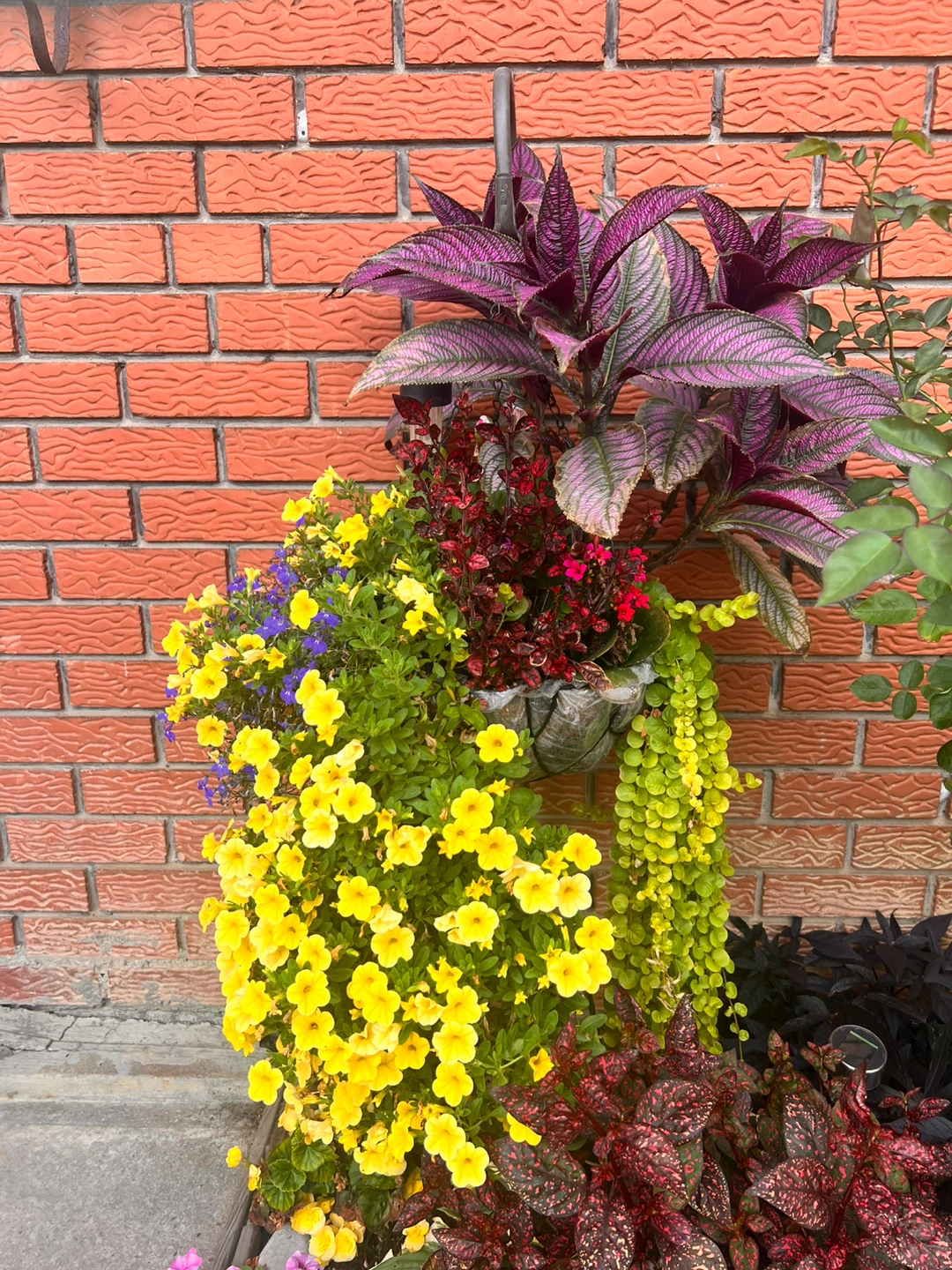 🌺💐Large Mixed Hanging Basket – Mature Plants