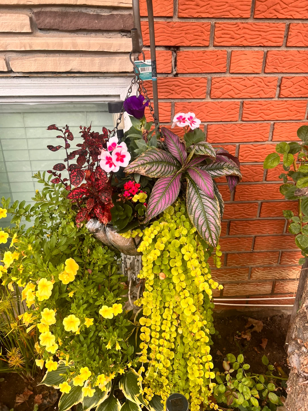 🌺💐Large Mixed Hanging Basket – Mature Plants - photo 2