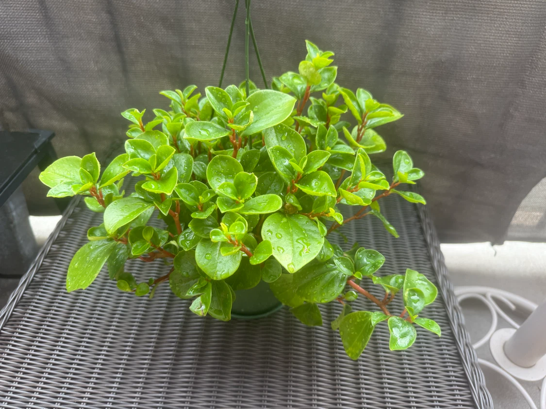 Baby Rubber Plant in Hanging Basket