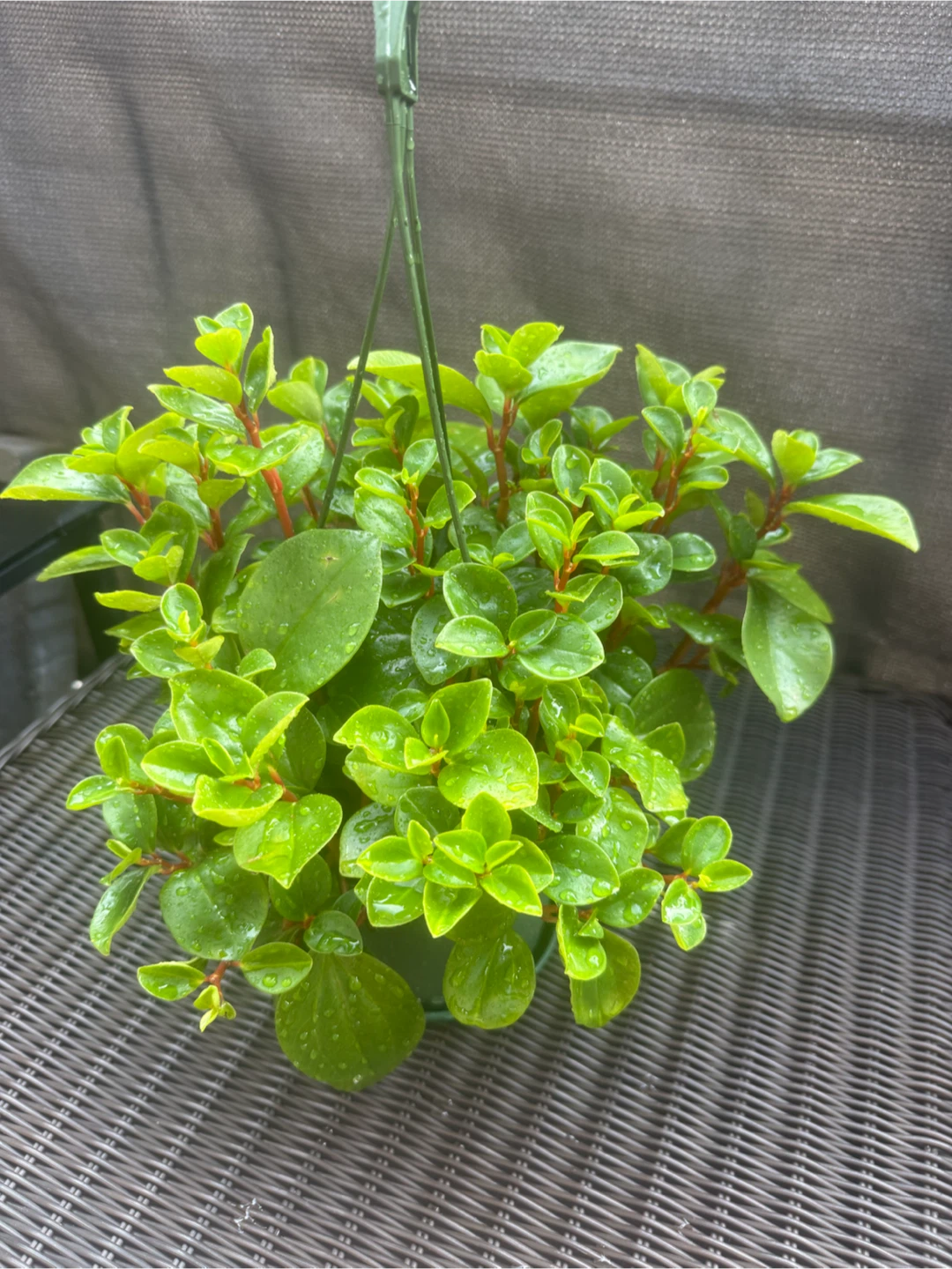 Baby Rubber Plant in Hanging Basket - photo 2