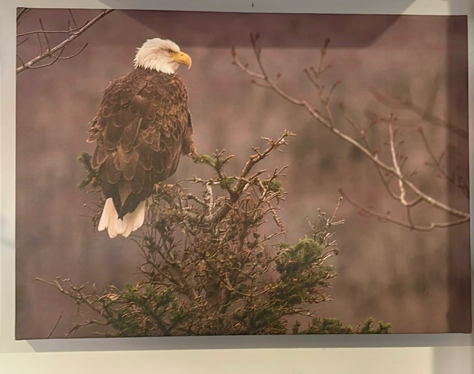 Bald Eagle Canvas Wall Art 19.75” x 27.5”x1.5”