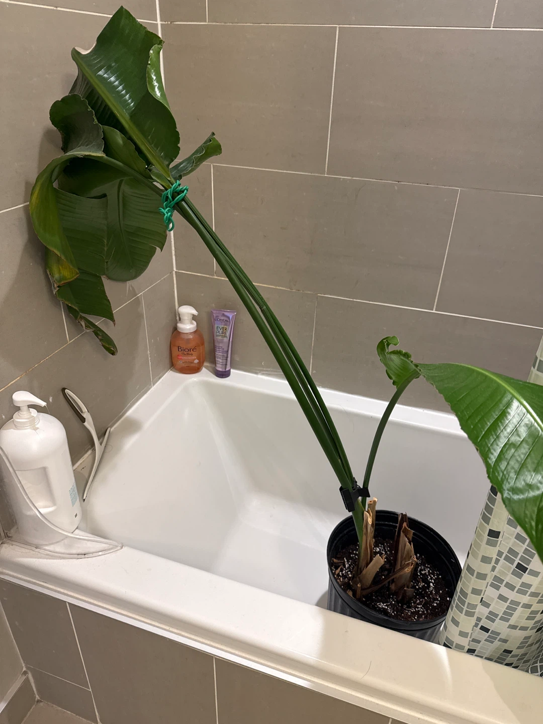 Bird of Paradise Plant