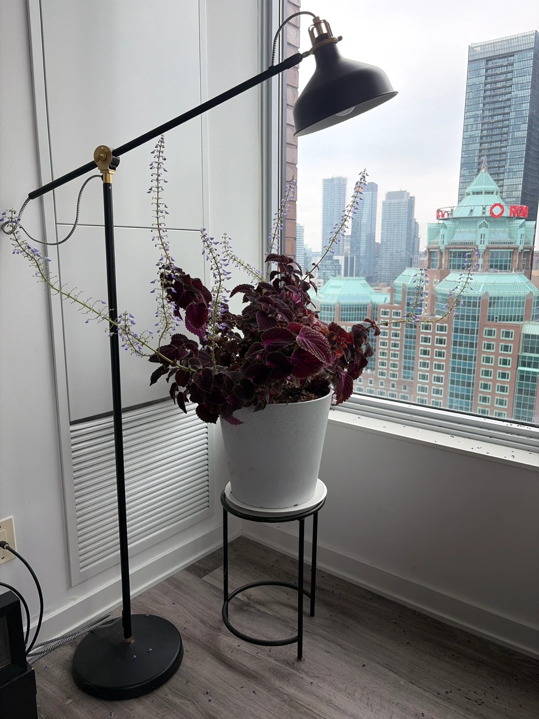 Gorgeous Large Coleus plant in white pot