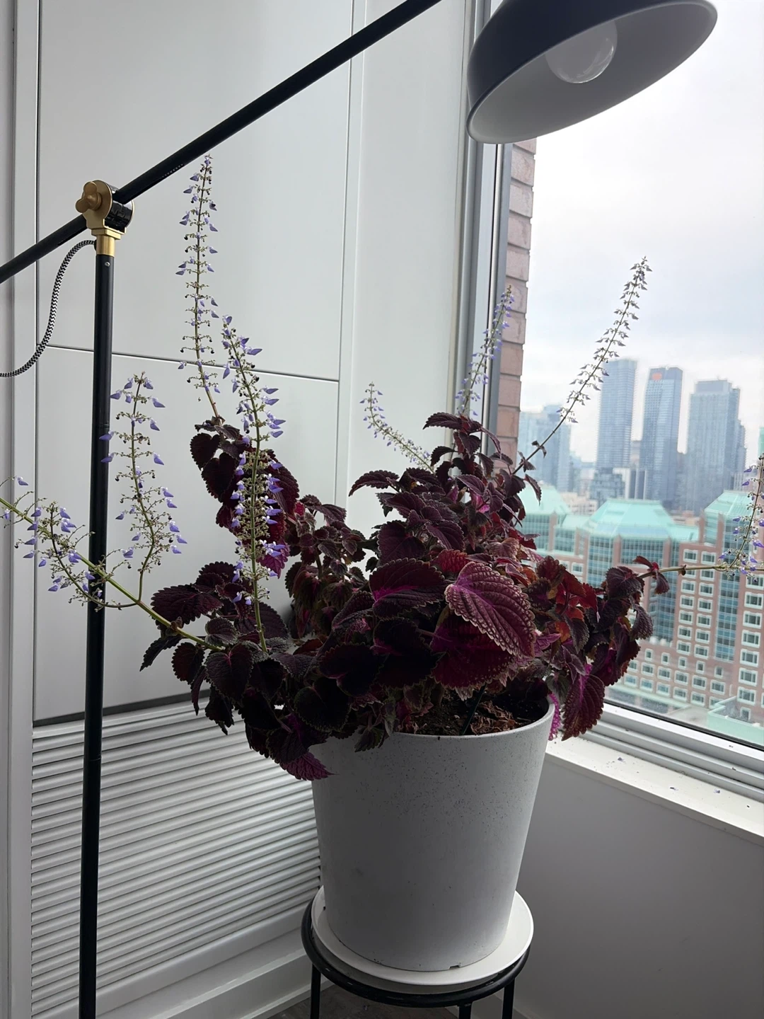 Gorgeous Large Coleus plant in white pot - photo 2