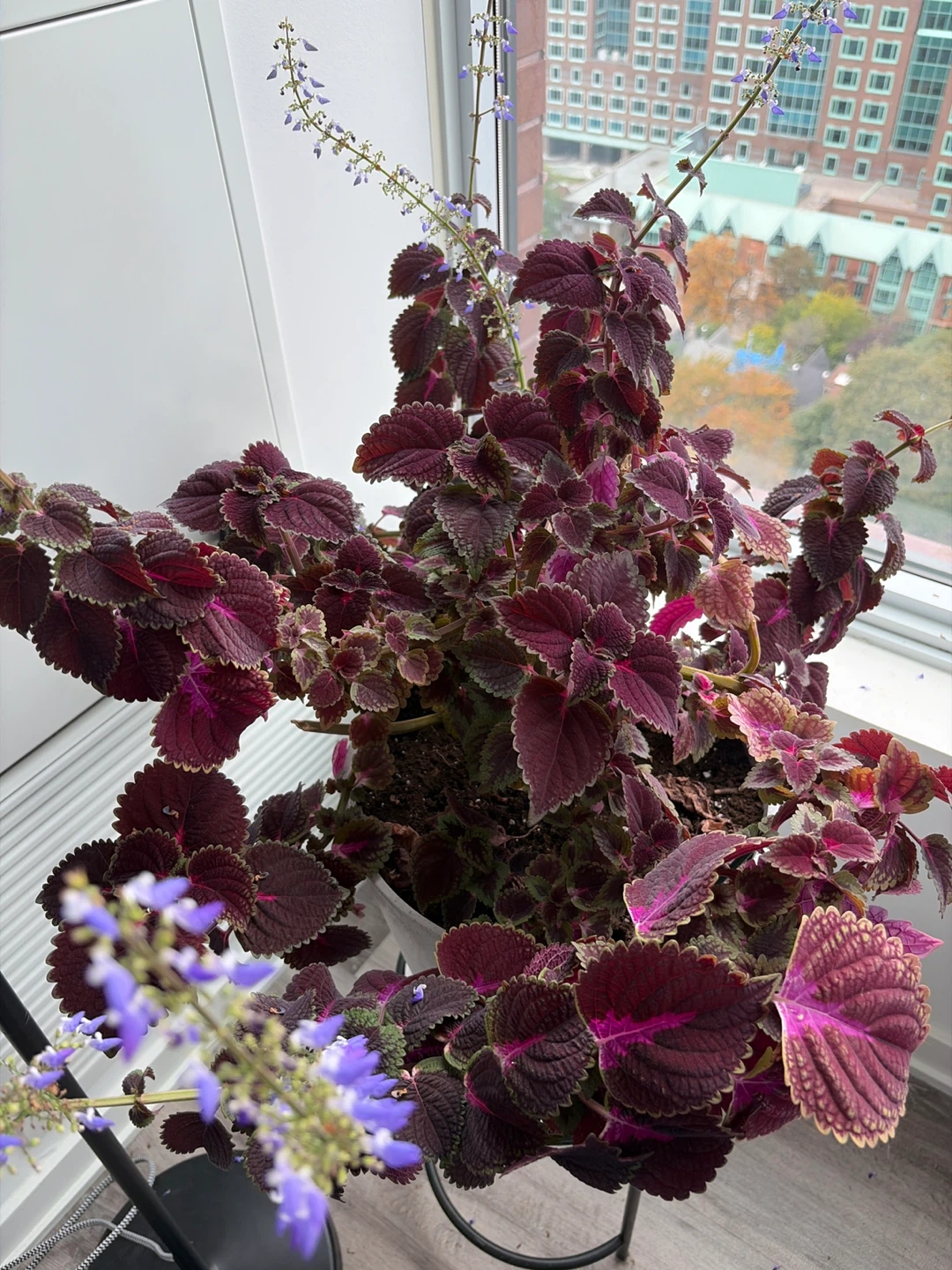 Gorgeous Large Coleus plant in white pot - photo 3