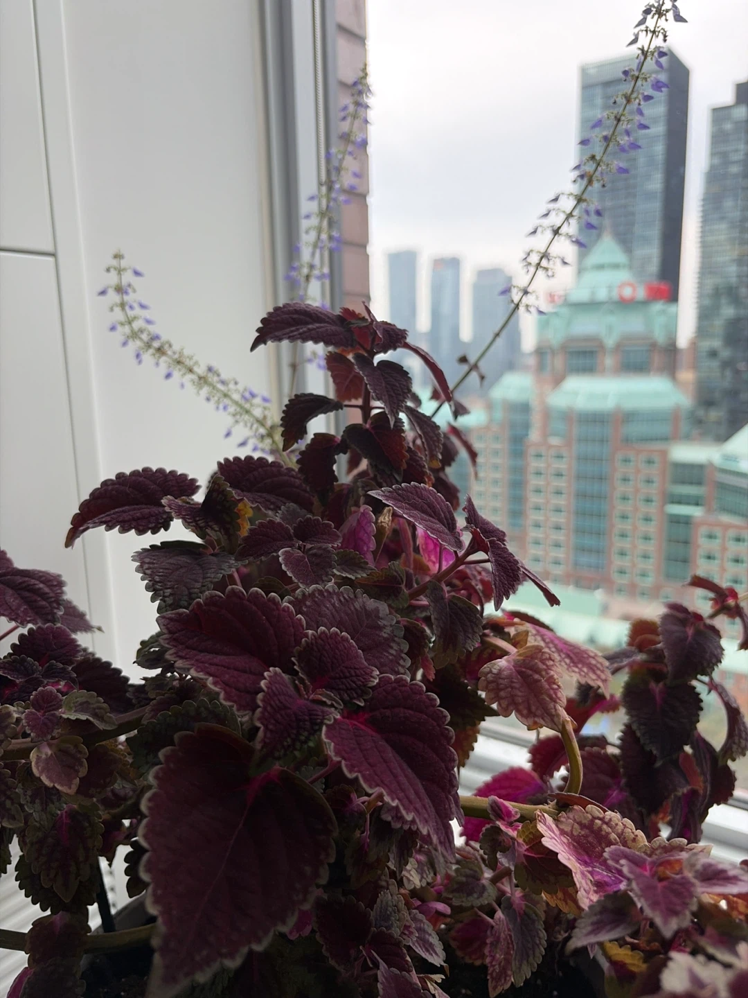 Gorgeous Large Coleus plant in white pot - photo 4