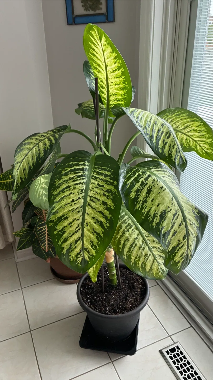 Beautiful Healthy and very full Dieffenbachia (Dumb Cane)