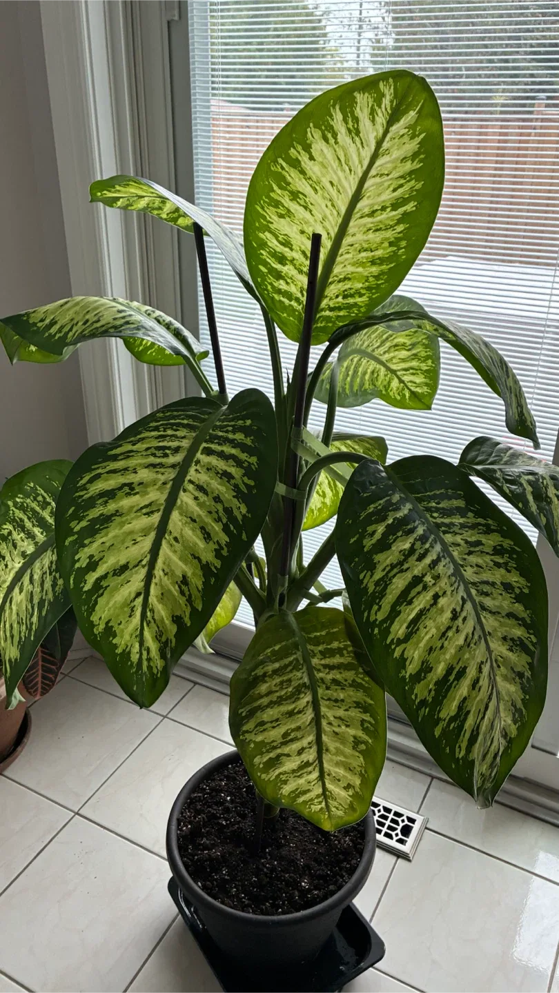 Beautiful Healthy and very full Dieffenbachia (Dumb Cane) - photo 2