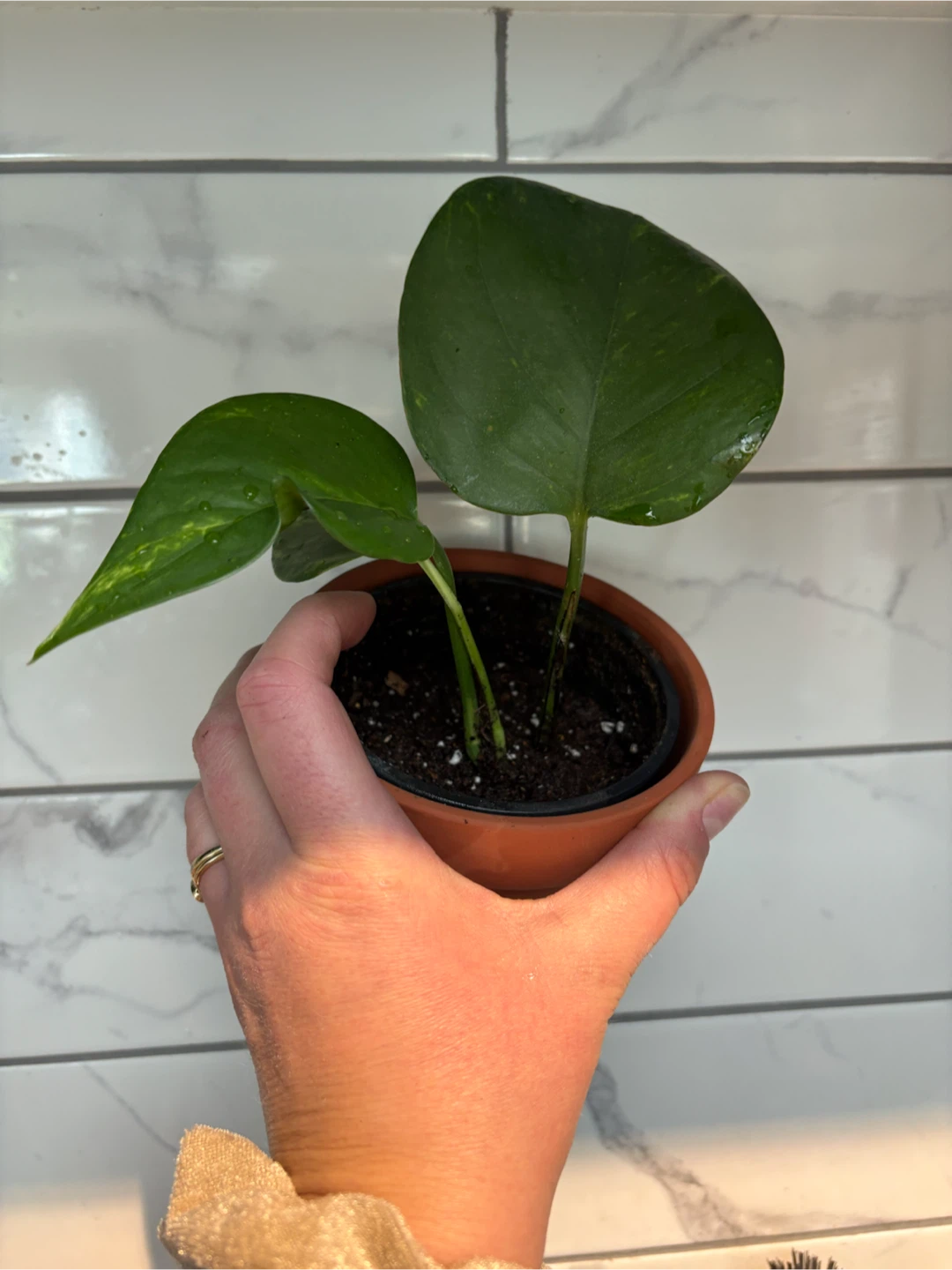 Small Pothos Plant