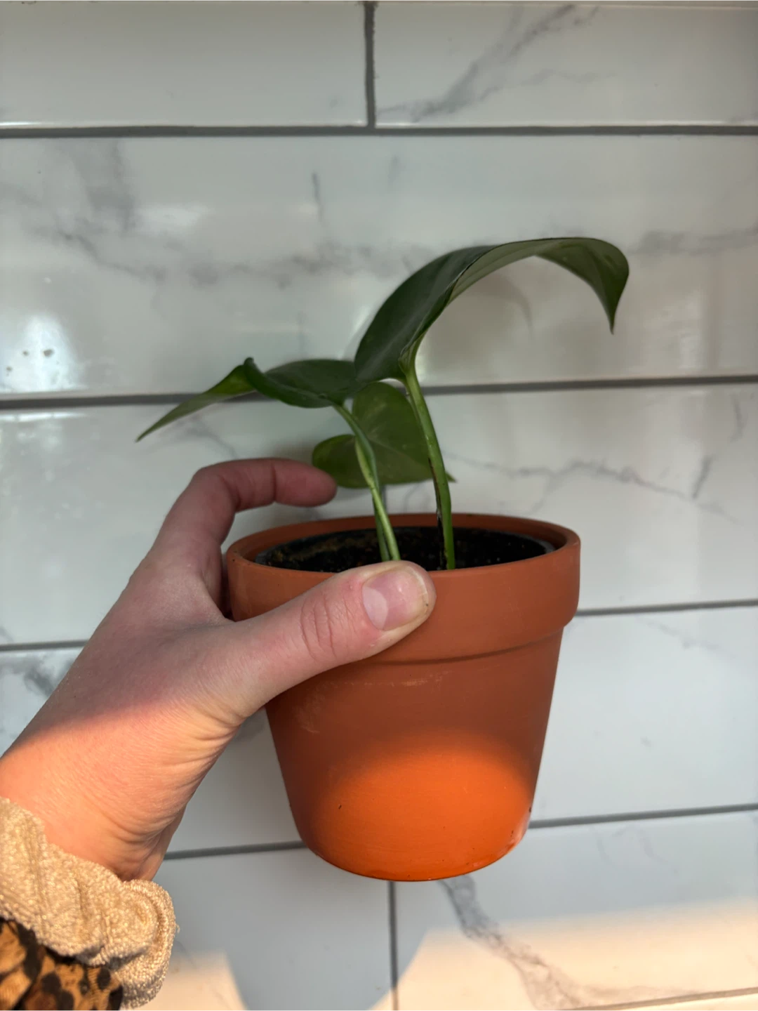 Small Pothos Plant - photo 2