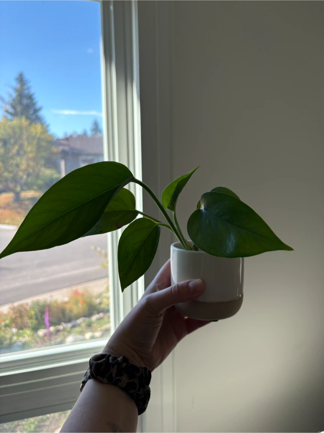Pothos with pot