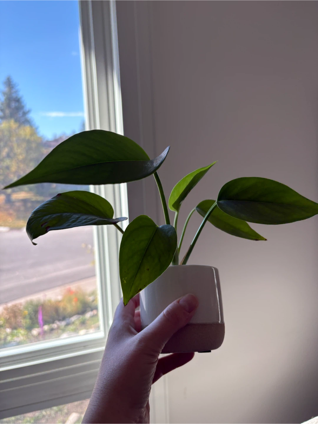 Pothos with pot - photo 2