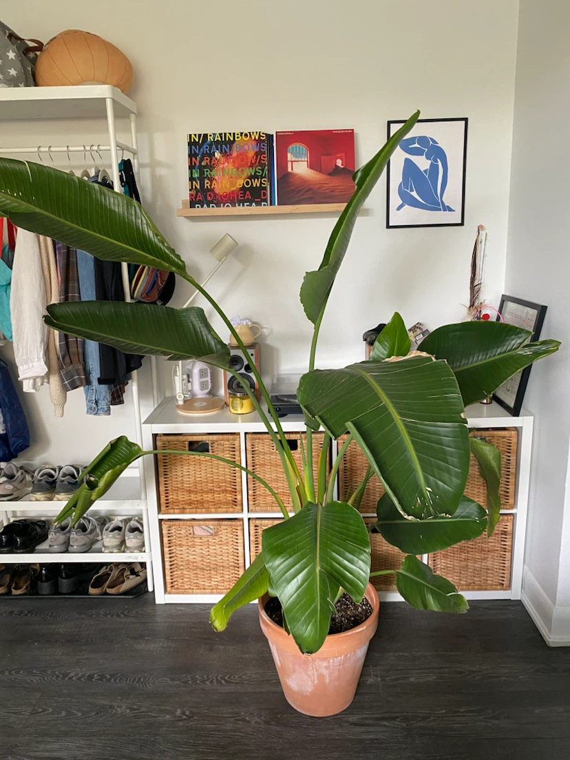 Large Bird of Paradise Plant with Terracotta Pot