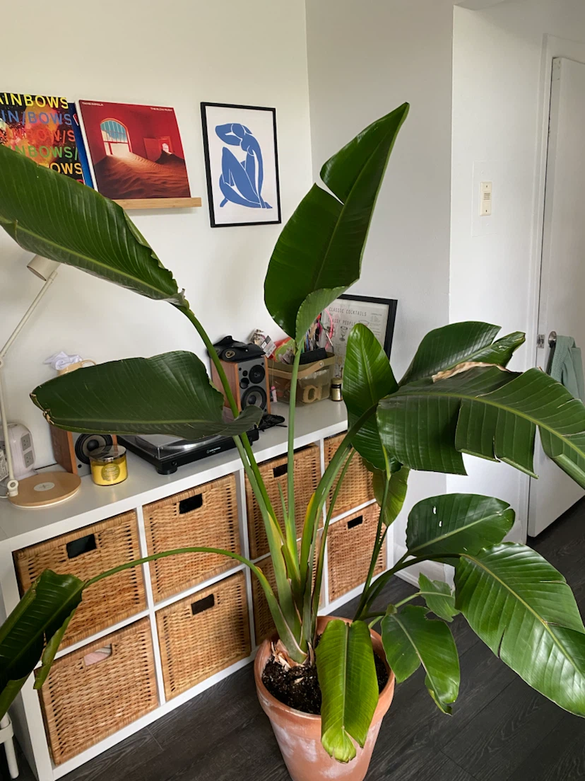 Large Bird of Paradise Plant with Terracotta Pot - photo 2